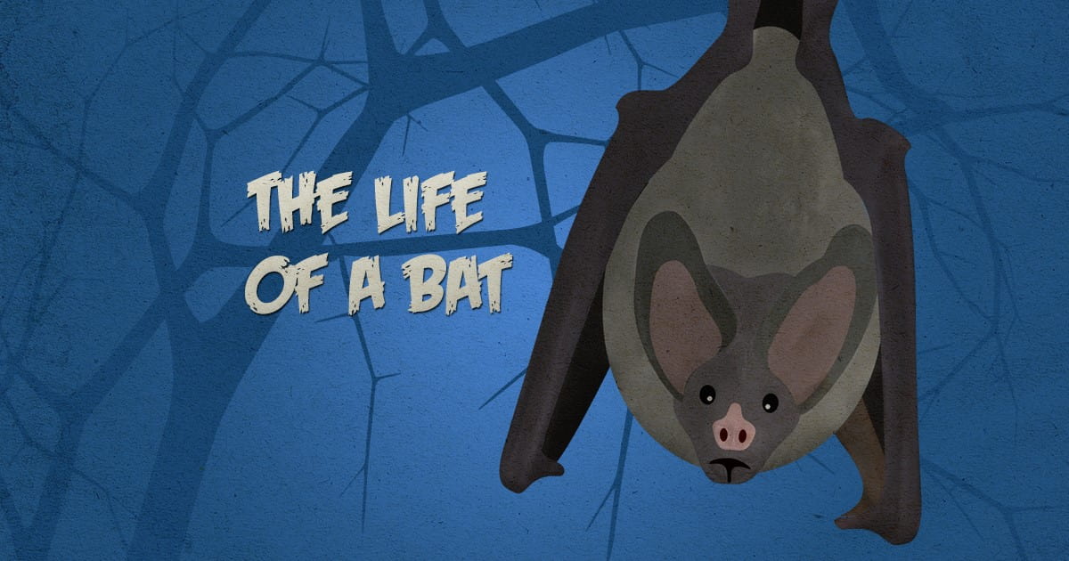 the life of a bat what do bats do